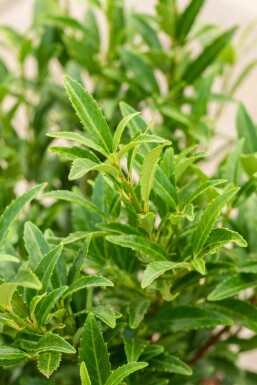 Laurierkers Prunus laurocerasus 'Sofia' struik 25-30 C3 Prunus laurocerasus 'Sofia' struik 25-30 cm