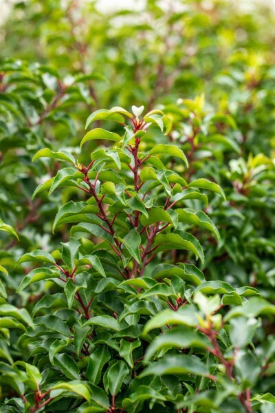 Prunus lusitanica 'Brenelia' C2 25-35