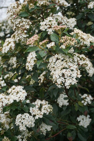 Groenblijvende Struik 3 X Viburnum Tinus 30-40 Cm In Pot - Groenblijvende  Tuinstruik Met Witte Bloemen