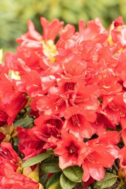 Rhododendron 'Baden-Baden'
