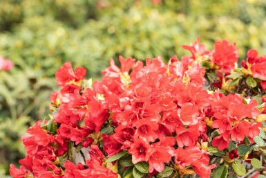 Rhododendron Rhododendron 'Baden-Baden' struik Rhododendron 'Baden-Baden' struik