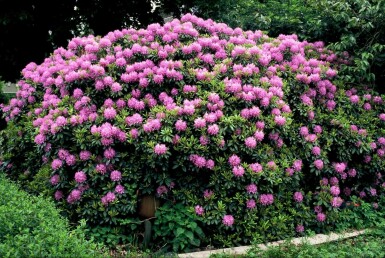 Rhododendron Rhododendron 'Catawbiense grandiflorum' struik Rhododendron 'Catawbiense grandiflorum' struik