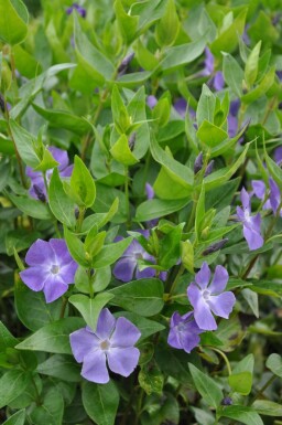 Grootbladige maagdenpalm Vinca major 5-10 Pot P9