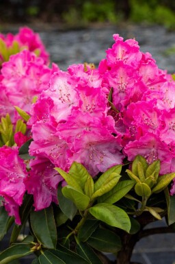 Rhododendron 'Germania' C10 40-50