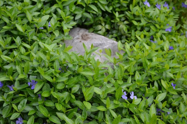 Kleinbladige maagdenpalm Vinca minor 10-15 Pot C2