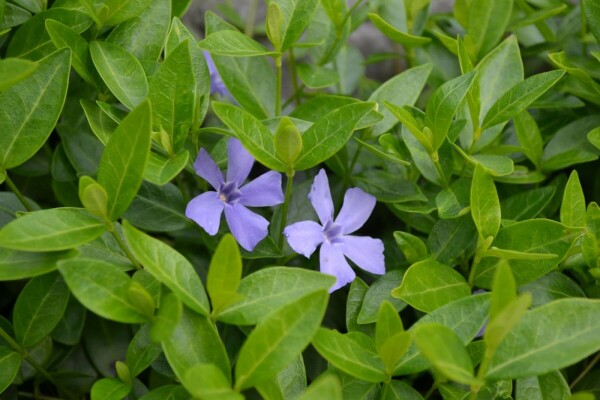Kleinbladige maagdenpalm Vinca minor 10-15 Pot C2