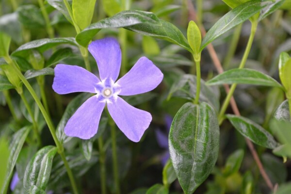 Kleinbladige maagdenpalm Vinca minor 10-15 Pot C2