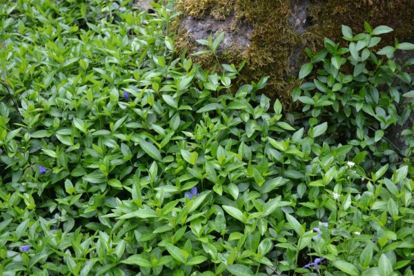 Kleinbladige maagdenpalm Vinca minor 10-15 Pot C2