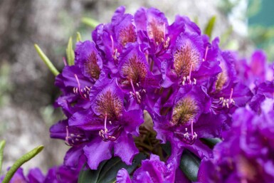 Rhododendron 'Marcel Menard' C5 40-45