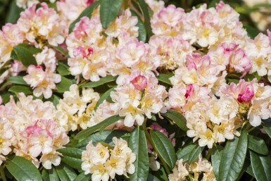 Rhododendron 'Percy Wiseman' C5 40-45