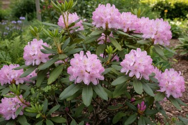Rhododendron ponticum 'Roseum' struik 50-60 cm