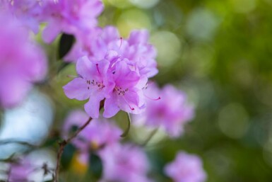 Rhododendron praecox C10 30-40