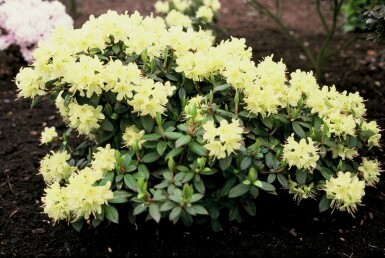 Dwergrhododendron Rhododendron 'Princess Anne' struik Rhododendron 'Princess Anne' struik
