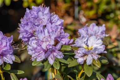 Rhododendron 'Ramapo'