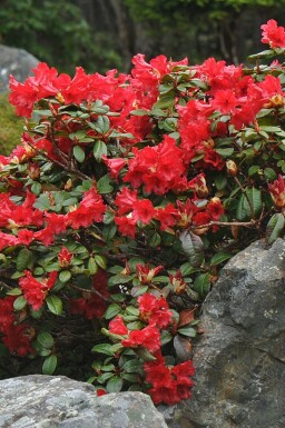 Rhododendron 'Scarlet Wonder'
