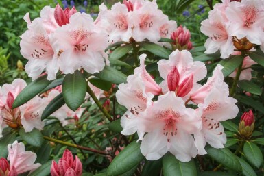 Rhododendron 'Virginia Richards' struik 40-50 cm