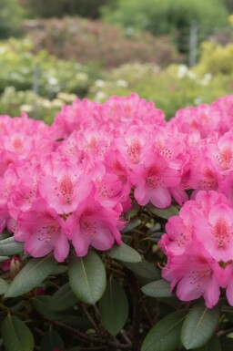 Rhododendron 'Wine and Roses' struik 30-50 cm
