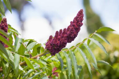 Rhus typhina C12 100-125