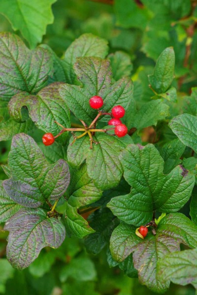 Alpenbes Ribes alpinum struik 40-60 C2 Ribes alpinum struik 40-60 cm