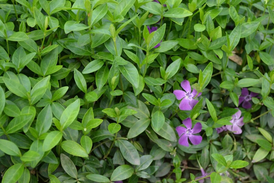 Kleinbladige maagdenpalm Vinca minor 'Atropurpurea' 10-15 Pot C2 Vinca minor 'Atropurpurea'