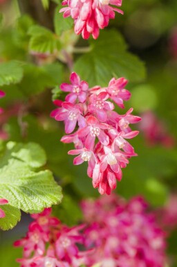 Rode ribes Ribes sanguineum 'King Edward VII' struik 30-40 C3 Ribes sanguineum 'King Edward VII' struik 30-40 cm