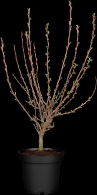 Rode ribes Ribes sanguineum 'King Edward VII' struik 30-40 C3 Ribes sanguineum 'King Edward VII' struik 30-40 cm