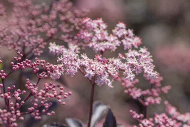 Sambucus nigra 'Black Beauty' C7,5 40-50