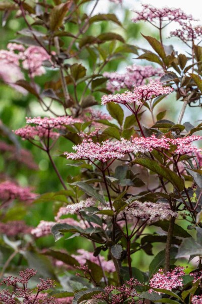 Sambucus nigra 'Black Beauty' C2,5 30-40