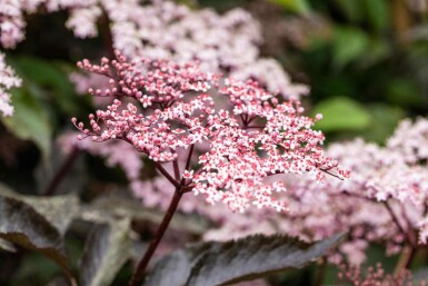 Sambucus nigra 'Black Beauty' C2,5 30-40