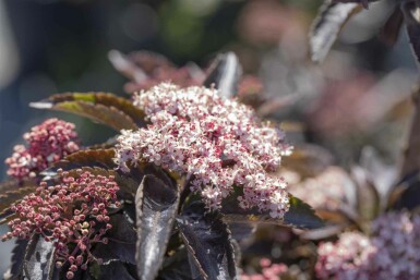 Vlierbes Sambucus nigra 'Black Tower' struik 30-40 C3 Sambucus nigra 'Black Tower' struik 30-40 cm