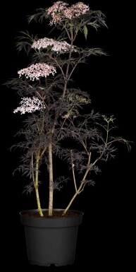 Vlierbes Sambucus nigra 'Thundercloud' struik 30-40 C3 Sambucus nigra 'Thundercloud' struik 30-40 cm