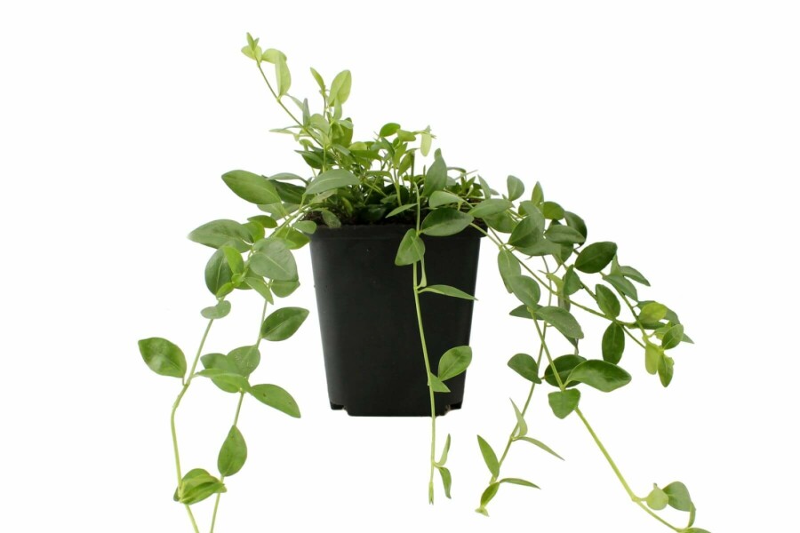 Kleinbladige maagdenpalm Vinca minor 'Gertrude Jekyll' 5-10 Pot P9 Vinca minor 'Gertrude Jekyll'