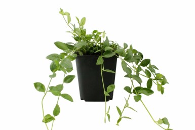 Kleinbladige maagdenpalm Vinca minor 'Gertrude Jekyll' 5-10 Pot P9 Vinca minor 'Gertrude Jekyll'