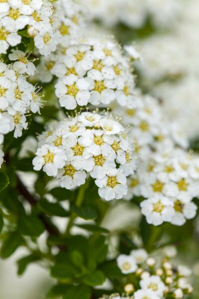 Spiraea arguta C2 40-60