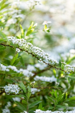 Spiraea arguta C2 40-60