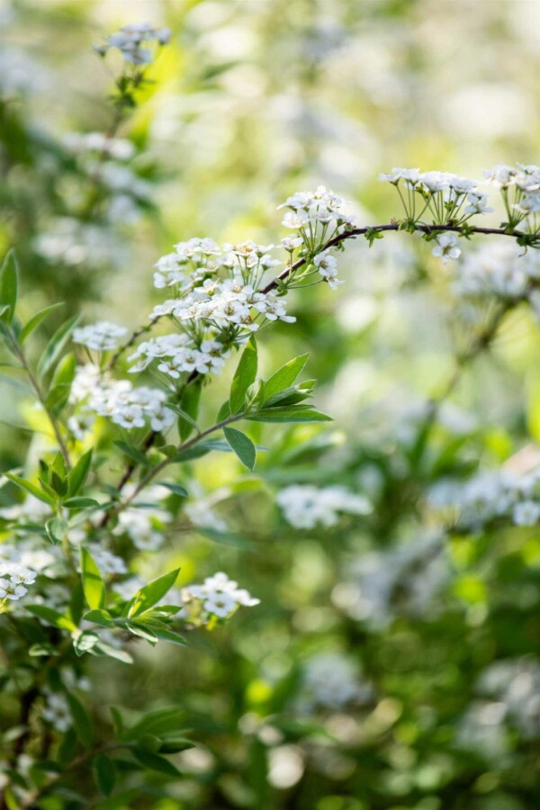 Spierstruik Spiraea arguta struik 40-60 C2 Spiraea arguta struik 40-60 cm