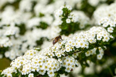 Spiraea arguta C2 40-60
