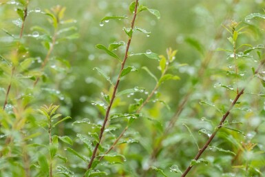 Spiraea arguta C2 40-60