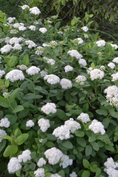 Spiraea betulifolia 'Tor' C3 25-30
