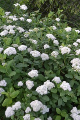 Spiraea betulifolia 'Tor' C3 25-30