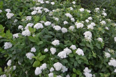 Spiraea betulifolia 'Tor' C3 25-30