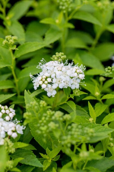 Spiraea japonica 'Albiflora' C3 20-30