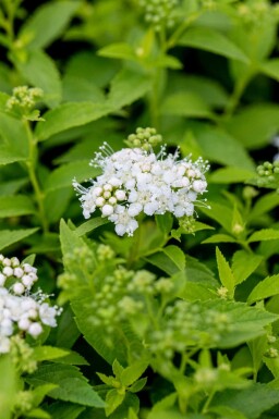 Spiraea japonica 'Albiflora' C3 20-30