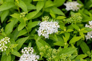 Spiraea japonica 'Albiflora' C3 20-30