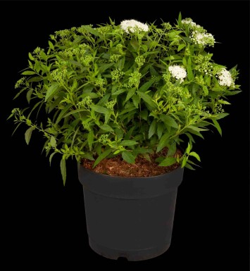 Spiraea japonica 'Albiflora' C3 20-30