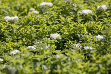 Spiraea japonica 'Albiflora' C3 20-30