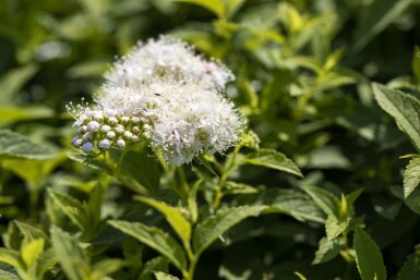 Spiraea japonica 'Albiflora' C3 20-30