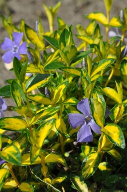 Kleinbladige maagdenpalm Vinca minor 'Illumination' 10-15 Pot C2