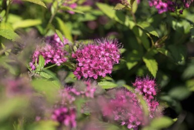 Spiraea japonica 'Anthony Waterer' C2 15-20