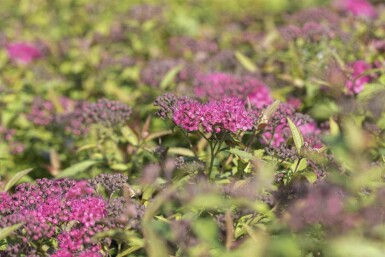 Spiraea japonica 'Anthony Waterer' C2 15-20